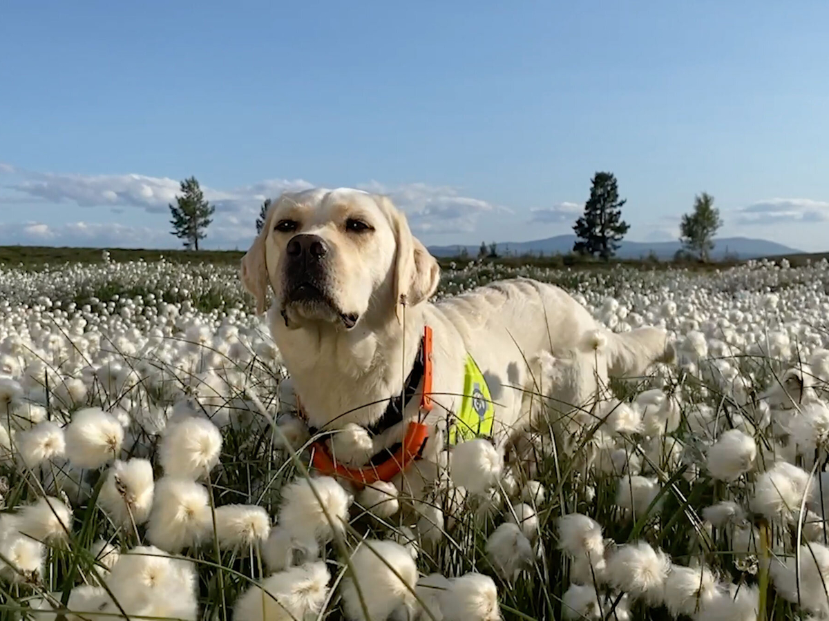 Fantastisk luktesans som redder liv